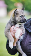 Obraz premium Adorable husky cross puppy exploring new outdoor world in human arms