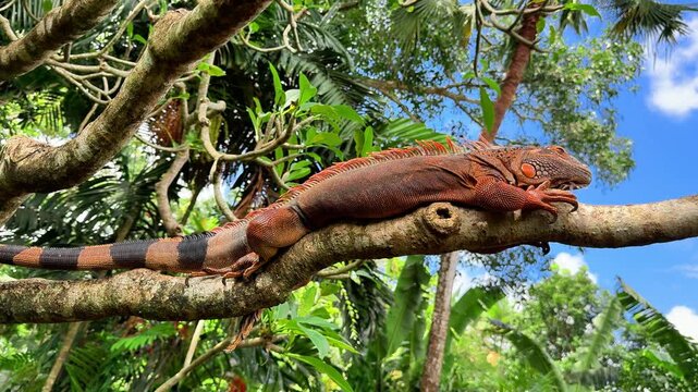 Orange iguana close up in tropical nature