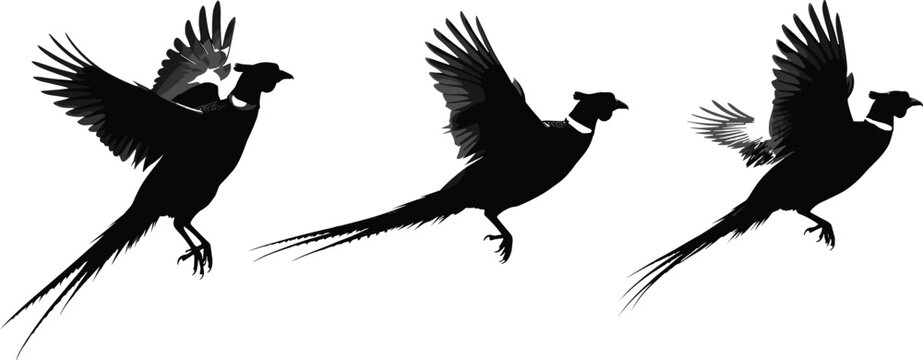 Set of three flying common pheasant silhouettes in different wing positions isolated on white background for hunting designs, nature graphics, and wildlife illustrations.
