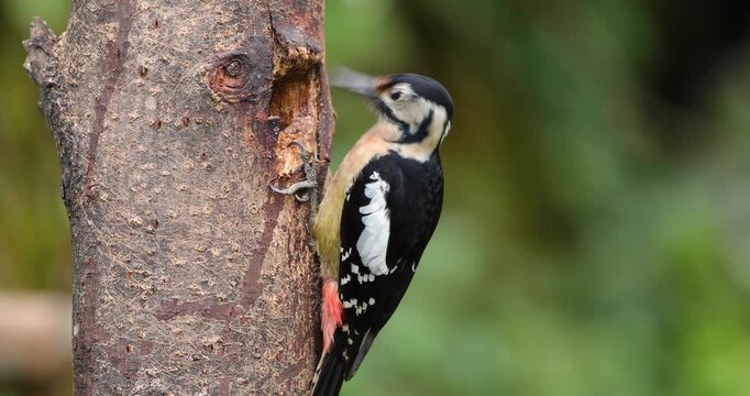 Himalayan Woodpecker Female feeding on tree bark seen near mandal, Uttarakhand, India 
