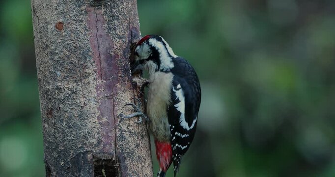 Himalayan Woodpecker male feeding on tree bark seen near mandal, Uttarakhand, India 