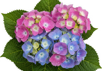 Fototapeta premium Beautiful hydrangea flowers in pink and blue
