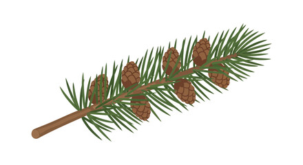 Obraz premium Pine Branch with Cones - Evergreen Tree Sprig Isolated