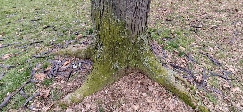 Mossy Tree Trunk Roots Surrounded Fallen Pods
