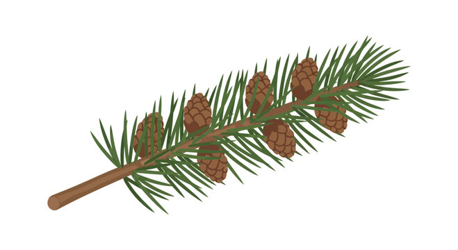 Pine Branch with Cones - Evergreen Tree Sprig Isolated