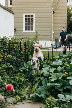 Dogs chase after red ball man has thrown into backyard garden