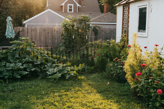 View of backyard garden at sunset on fall evening in the midwest