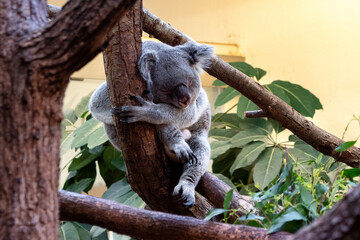 Obraz premium Sleeping koala hugging tree trunk in Schönbrunn Zoo Vienna Austria