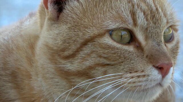 striped cat, eye and muzzle in close-up