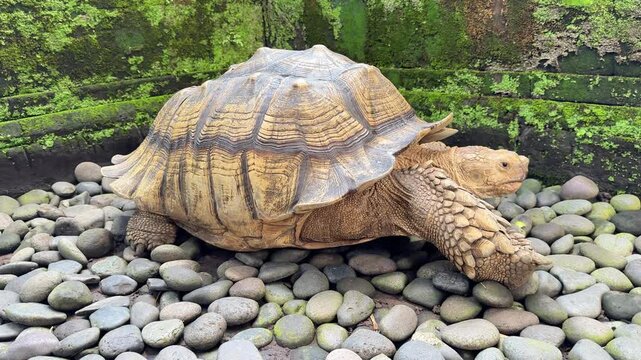 African spurred tortoise resting on ground close up