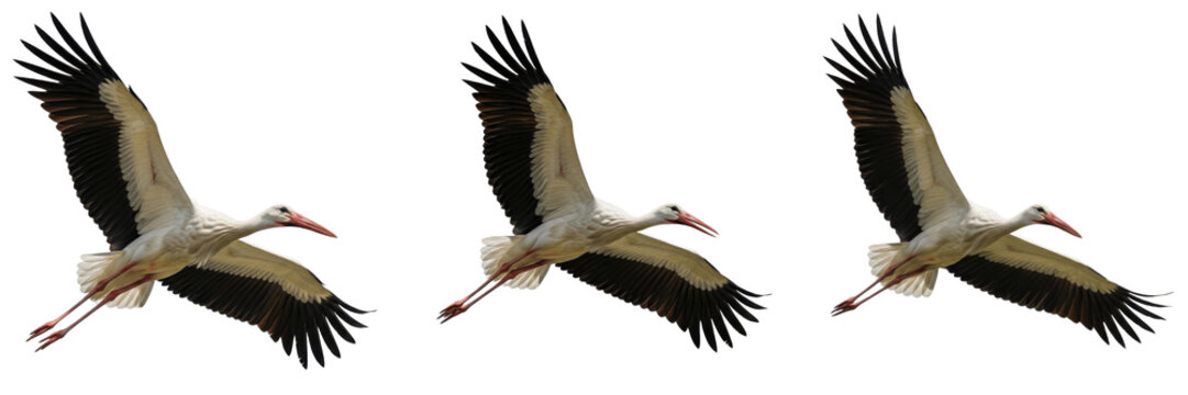 Set of three white storks flying in sequence isolated on white background