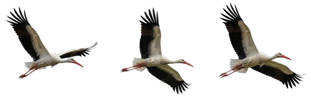 Set of three white storks flying in group isolated on transparent PNG background