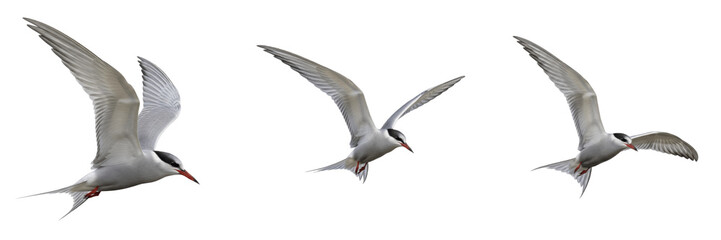 Set of three Arctic terns flying in group isolated on transparent PNG background © charline