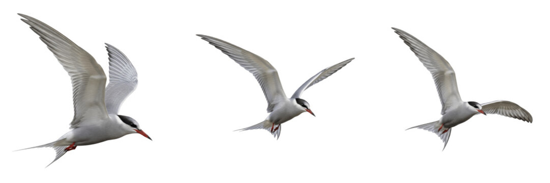 Set of three Arctic terns flying in group isolated on transparent PNG background