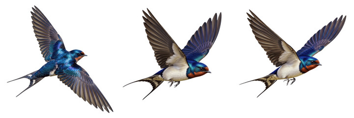 Set of three barn swallows flying in group isolated on transparent PNG background © charline