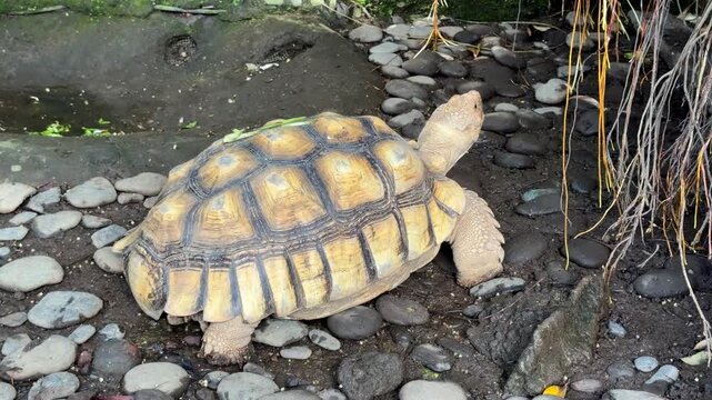 African spurred tortoise resting on ground close up