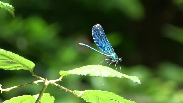 dragonfly flying on a leaf,