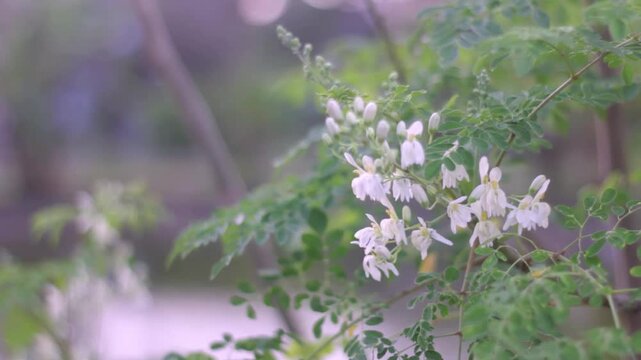Close-up footage of blooming moringa (Moringa oleifera) flowers with soft bokeh background, captured using a 50mm lens, creating a calm tropical garden atmosphere.