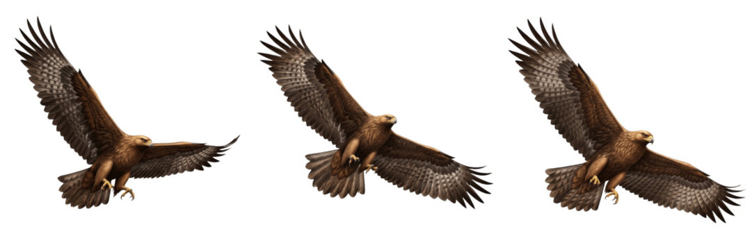 Set of three golden eagles flying in group isolated on white background