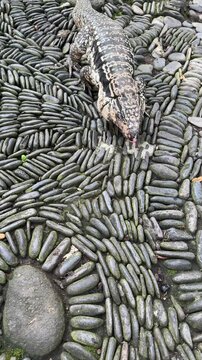 Argentine black and white tegu walking on stone path