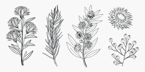 Vintage botanical illustration of various wildflowers and leafy branches © ShibuProsad