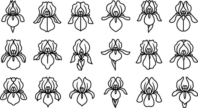 Black and white line of various iris flowers line black and white floral botanical