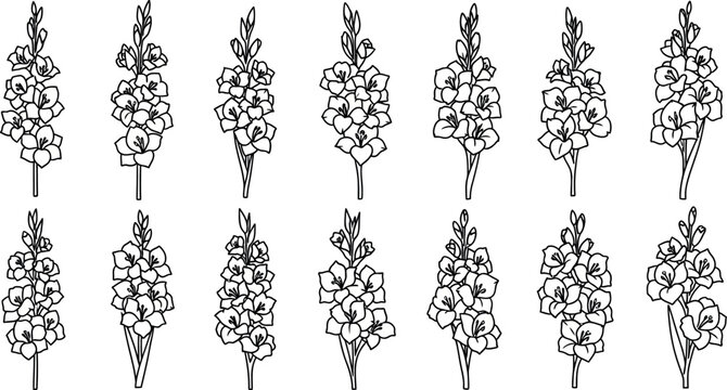 Black and white of twelve gladiolus flowers line floral botanical