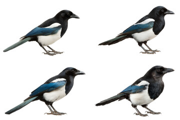 Obraz premium magpie isolated on transparent background - design element cut-out object set