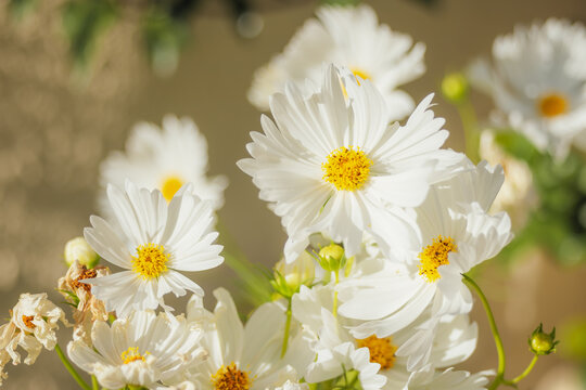 Cluster of white cosmos flowers