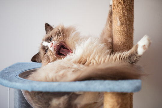 fluffy cat on cat tree, yawing widely