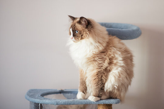 fluffy cat on cat tree