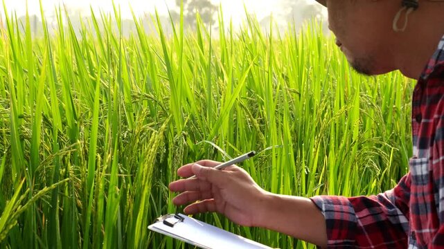 Farmer use notebook collects data and researches the rice plants in the mountain fields in order to obtain good and large yields. High Mountain Farming. The way of life of people on the mountain.