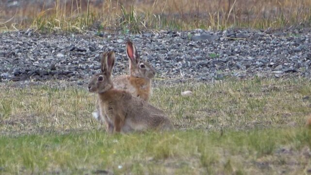 Tolai hare is sitting among the green grass