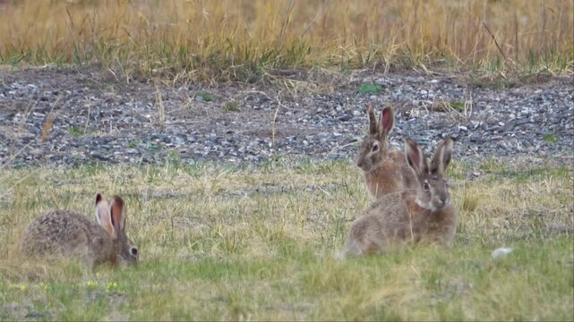 Tolai hare is sitting among the green grass