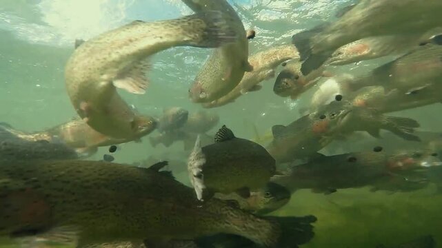 fish, swimming trout, underwater vision,