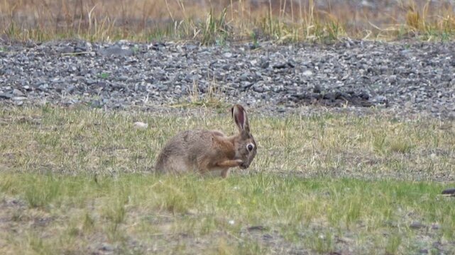 Tolai hare is sitting among the green grass