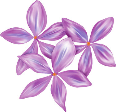 Three delicate purple flowers