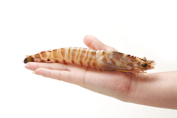Fresh  monodon shrimp © YH