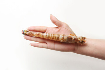 Fresh  monodon shrimp © YH