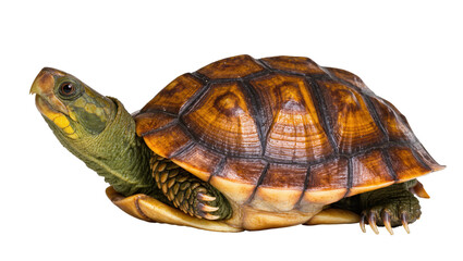 Obraz premium Isolated eastern box turtle, vibrant green head and distinctive patterned brown shell