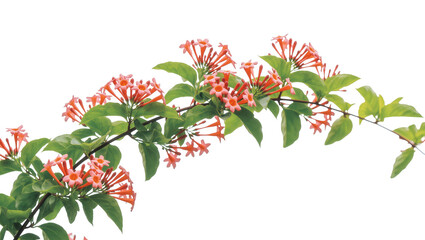 Isolated vibrant blooming vine featuring clusters of orange and pink trumpet flowers and lush green foliage © dominica