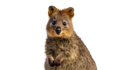 Isolated cute quokka looking at camera with friendly smile, small Australian marsupial animal © dominica