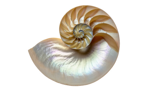 Isolated beautiful iridescent nautilus shell cross-section revealing natural fibonacci spiral structure