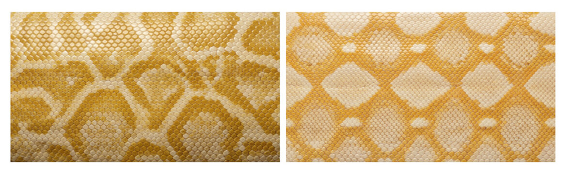 Set of Asian albino reticulated python snake skin texture close-up in deep brown copper and rainbow iridescent reflections color palette, macro top-down camera view