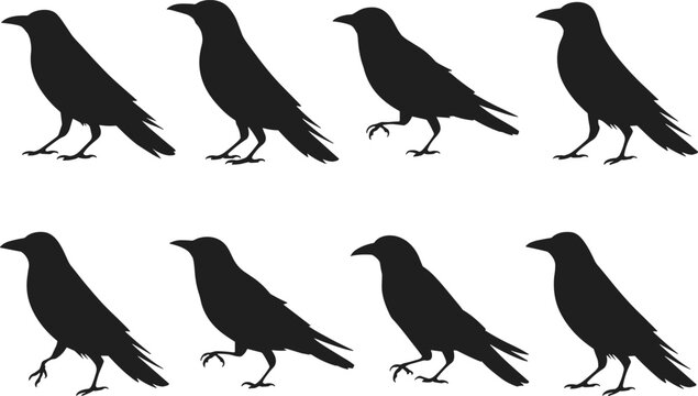 Crow raven bird silhouette set black vector collection isolated corvid standing walking poses wildlife clipart design for logo tattoo stencil nature illustration