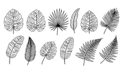 Black and white tropical leaf and fern botanical outline vector illustration set © MstLiza
