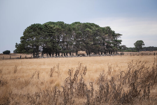 Dry summer grass and sheep grazing near cypress trees