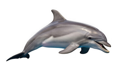 Obraz premium Dolphin swimming isolated on transparent background