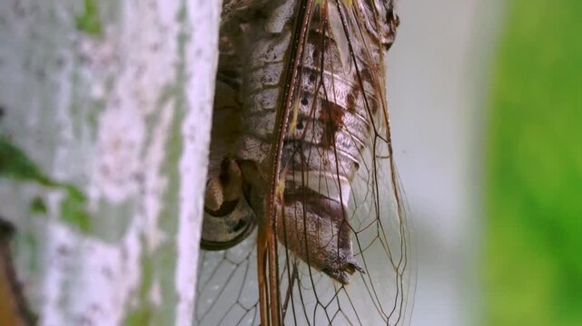 Close up macro shot of a cicada clinging to a tree trunk. Detailed view of the insect's translucent veined wings and segmented abdomen. Natural outdoor lighting highlights the texture of the bark.