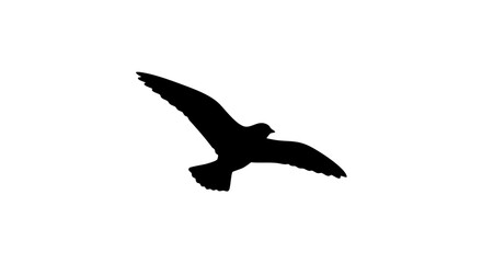 Obraz premium Black seagull silhouette vector, flying bird icon isolated on white background, soaring gull profile for coastal design and nautical branding